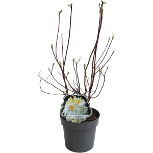 Sommergrüne Azalee 'Schneegold' im 5 l Topf, ca. 40-50 cm hoch, mit weißen Blüten und gelbem Auge.