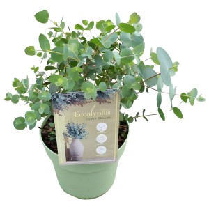 Eukalyptus Silver Dollar im Topf, gräulich-silbrige Blätter, ca. 60 cm hoch.