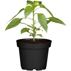 Spanische Tapaspaprika Padron im Topf (Ø 10,5cm). Junge Gemüsepflanze mit grünen Blättern.