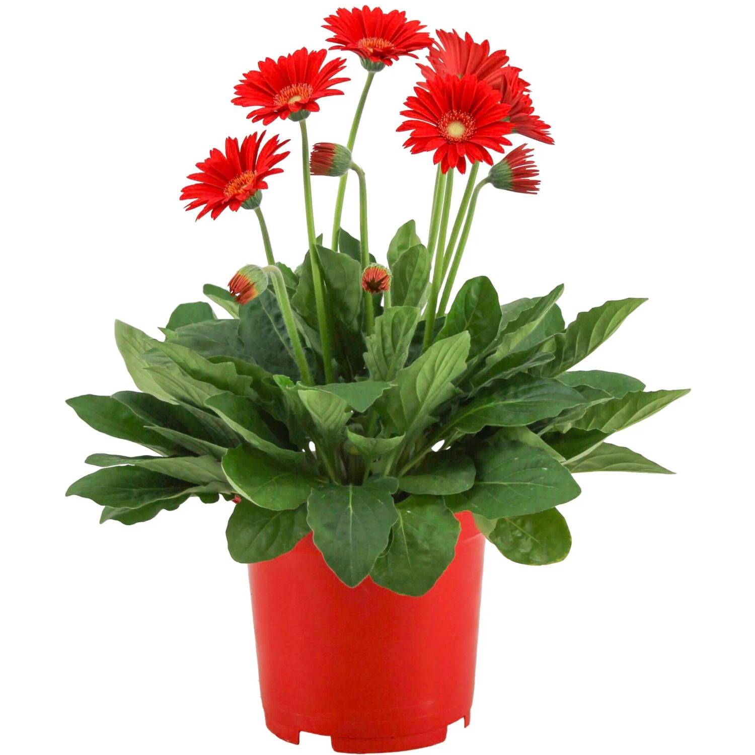 Garten-Gerbera Farbmix Topf- ca. 19 cm Gerbera garvinea kaufen bei OBI