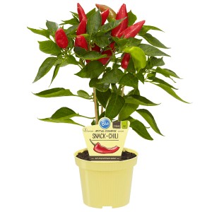 BLU Paprika "Snack-Chili" Topf-Ø ca. 12 cm Capsicum