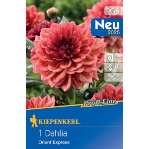 Kiepenkerl Dahlie Orient Express mit orangeroten Blüten und dunklem Laub. Blumenzwiebel für Beet und Kübel.