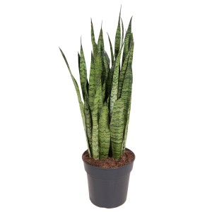 Bogenhanf Sansevieria zeylanica, ca. 100cm hoch im Topf, dekorative Grünpflanze.