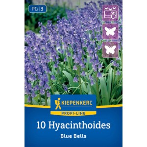 Kiepenkerl Hasenglöckchen Blue Bells: Blaue Blütenstände mit grünen Blättern.