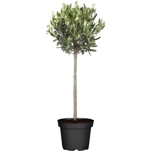 Olivenbaum (Olea europaea) als Stamm im Topf, ca. 80-100cm hoch, für Balkon & Terrasse.