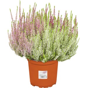 Besenheide Garden Girls Trio im Topf, ca. 15-20 cm hoch, mit filigranen Blüten in Rosa, Weiß und Grün.