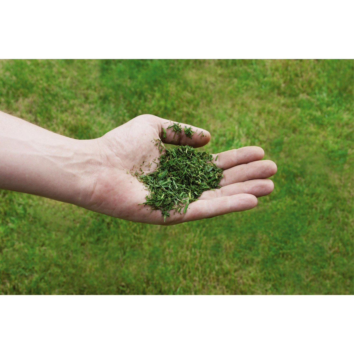 Hand hält frisch gemähtes Gras vor Rasen. Ideal für Einhell Akku-Rasenmäher GE-CM 36/43 Li-M.