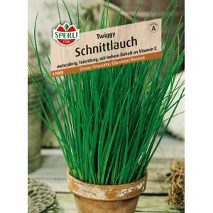 Sperli Schnittlauch Twiggy im Topf, feinröhrig und vitaminreich.