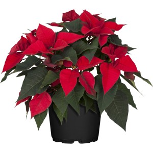 GROW by OBI Weihnachtsstern Busch Rot Topf-Ø 17 cm Euphorbia pulcherrima