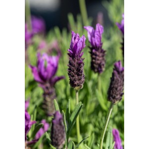 Nahaufnahme von Lavandula stoechas Dark Anouk, einer blühenden Lavendel-Pflanze mit lila Blüten.