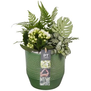 Zimmerpflanzen-Arrangement mit Kalanchoe, Fittonie und Farn im grünen Keramiktopf.