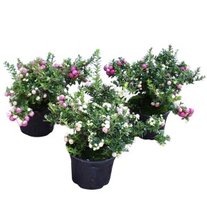 Torfmyrte Höhe ca. 5 - 10 cm Topf-Ø ca. 10,5 cm Pernettya mucronata