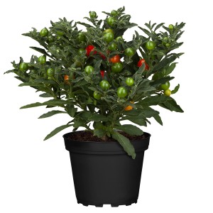 Korallenstrauch im Topf mit rot-orangen Beeren, Solanum pseudocapsicum.