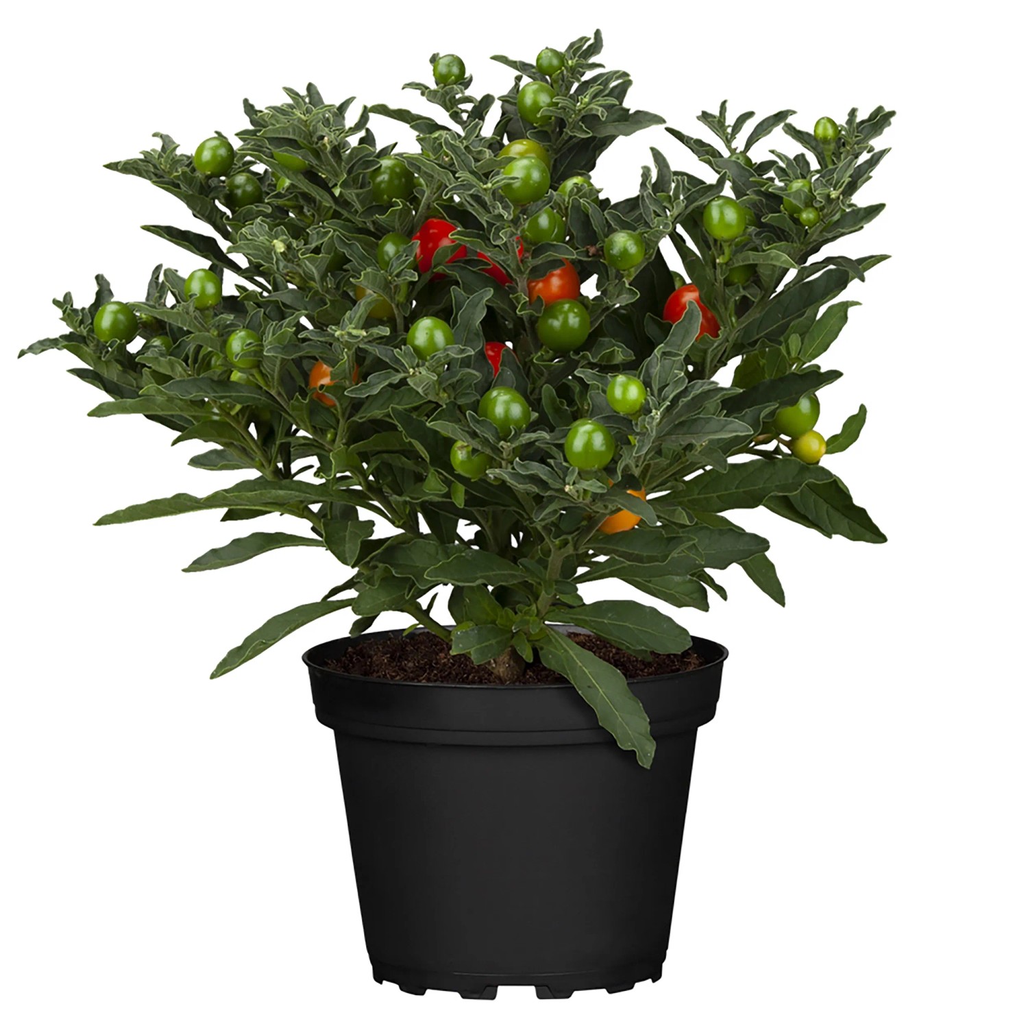 gasteria variegata Gasteria Gracilis Variegata  Decorative Succulent Plant