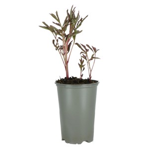 Junge rosa Pfingstrose 'Long Life' im Topf (Ø 14cm).