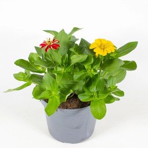Zinnie Trio im Topf mit gelben und roten Blüten, ca. 20-30 cm hoch.