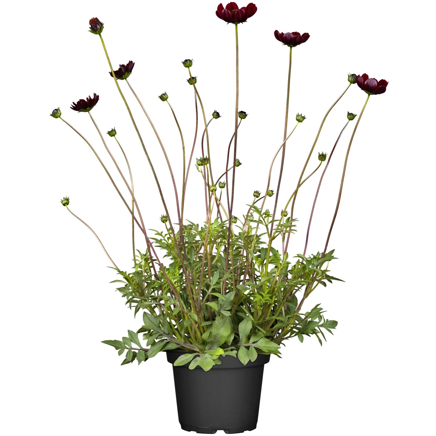 GROW by OBI Schmuckkrbchen "Schokoladenblume" Rot-Braun Topf- ca. 19 cm  Cosmos kaufen bei OBI