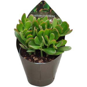 Grüne Sukkulente im Topfcover, Topf-Ø ca. 14 cm. Dekorative Zimmerpflanze, pflegeleicht.