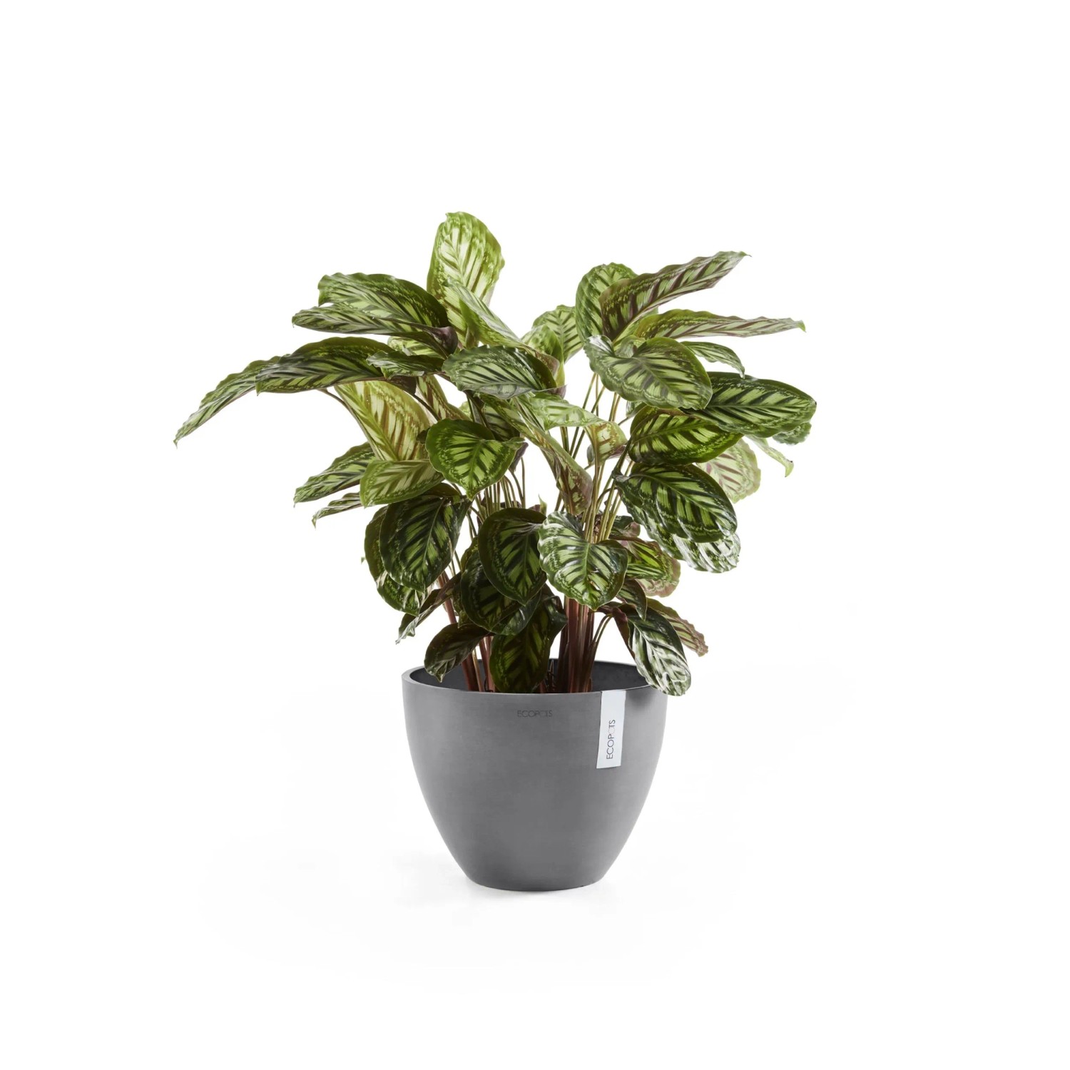Ecopots Pflanztopf Antwerp Grau 40 cm mit grüner Pflanze, ideal für Innen- und Außenbereich.