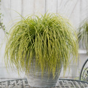 GROW by OBI Segge"Eversheen" Topf-Ø ca. 17 cm Carex oshimensis
