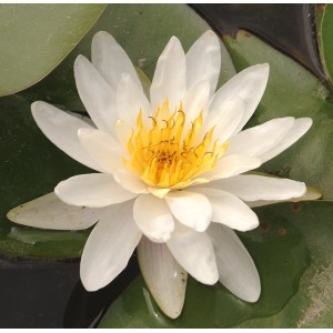 Nahaufnahme einer weißen Seerose (Nymphea) mit gelber Mitte, GROW by OBI.