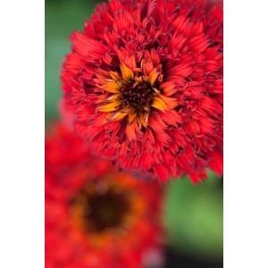Nahaufnahme: Roter Sonnenhut 'Panama Red', Topf-Ø 19cm. Echinacea purpurea mit intensiver Blütenfarbe.