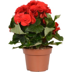 Rote GROW by OBI Begonie im Topf, ca. 28-34 cm hoch. Blühende Zimmerpflanze.