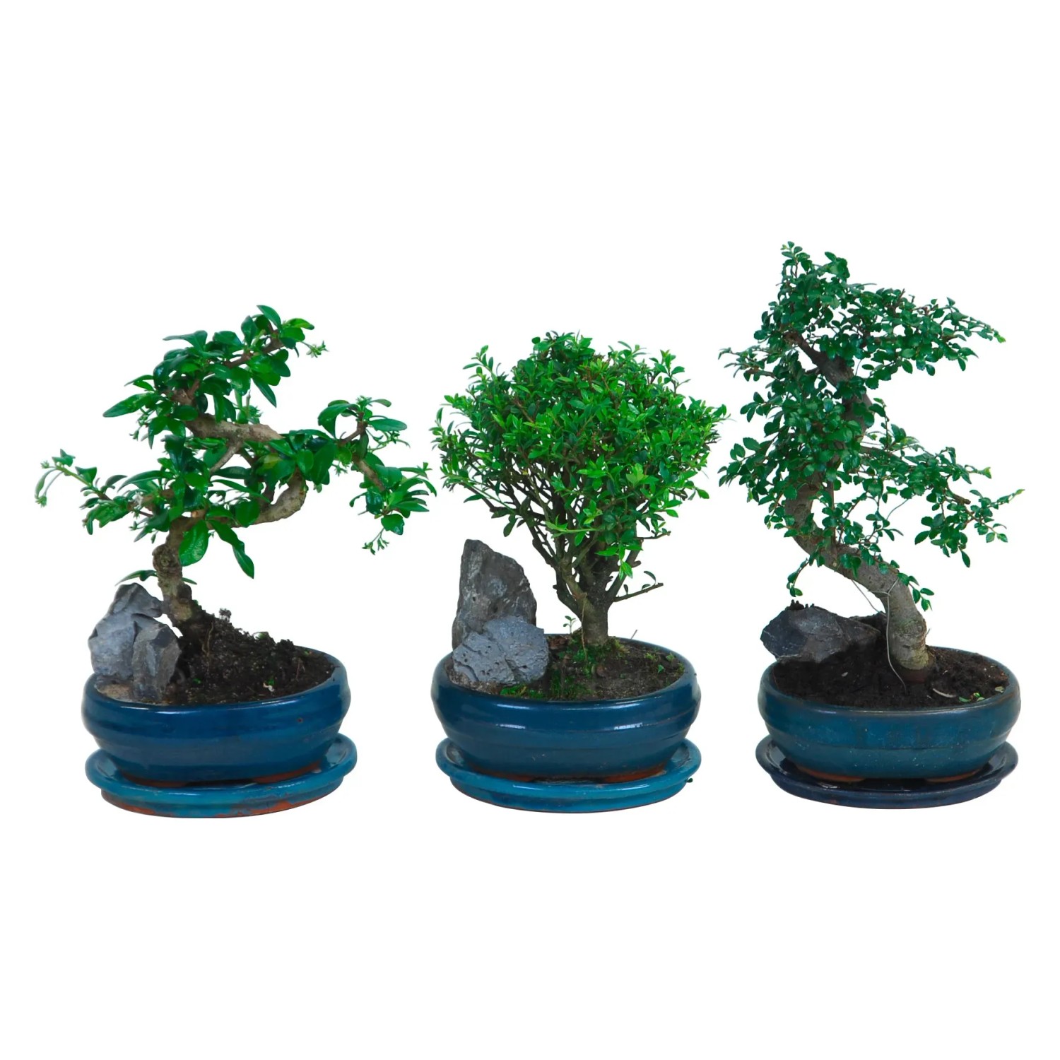 Bonsai mit Deko-Stein Topf- ca. 16 cm kaufen bei OBI