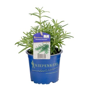 Rosmarin 'Blue Winter' im Topf, ein aromatisches Küchenkraut für mediterrane Gerichte.