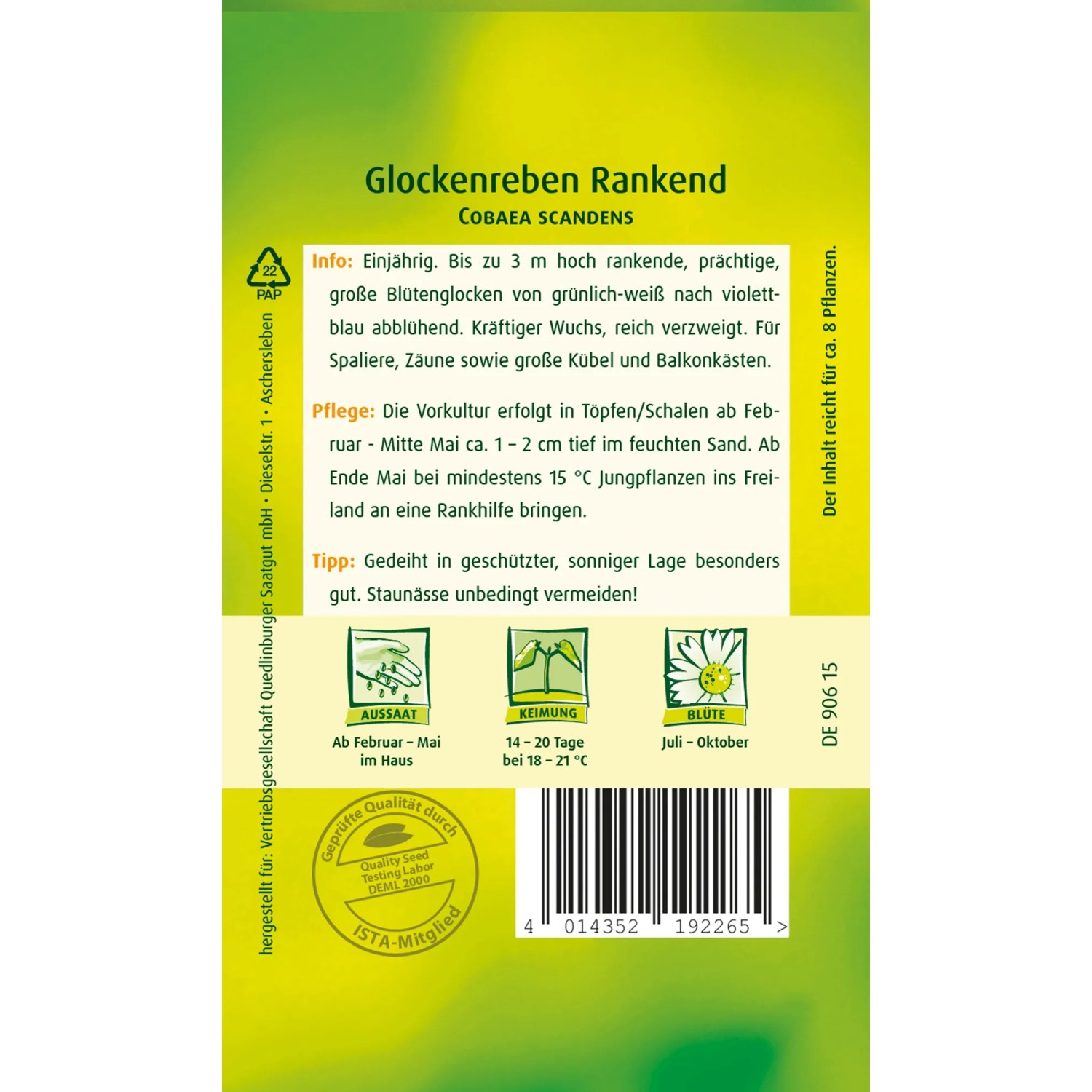 Samenpackung Quedlinburger Glockenrebe Blau, rankende Kletterpflanze für Zäune und Spaliere.