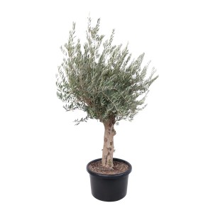 GROW by OBI Olivenbaum (Olea) als Stamm im Topf, ca. 150-175 cm hoch.