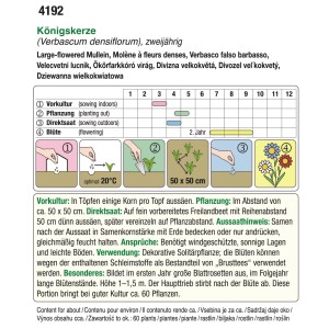 Aussaat-Hinweise für Königskerze: Vorkultur, Pflanzung, Direktsaat und Blüte im Überblick.