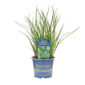 Kiepenkerl Schnittknoblauch im Topf, grüne Halme. Aromatische Würzpflanze für Küche und Garten.