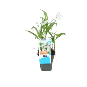 Japanische Orchidee 'Alba Variegata' im Topf mit weißen Blüten und grünen Blättern.