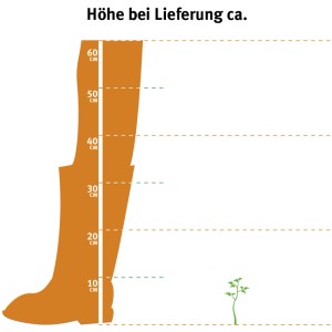Illustration: Zwerg-Wacholder Holger, Lieferhöhe ca. 5-10 cm, Größenvergleich mit Stiefel.