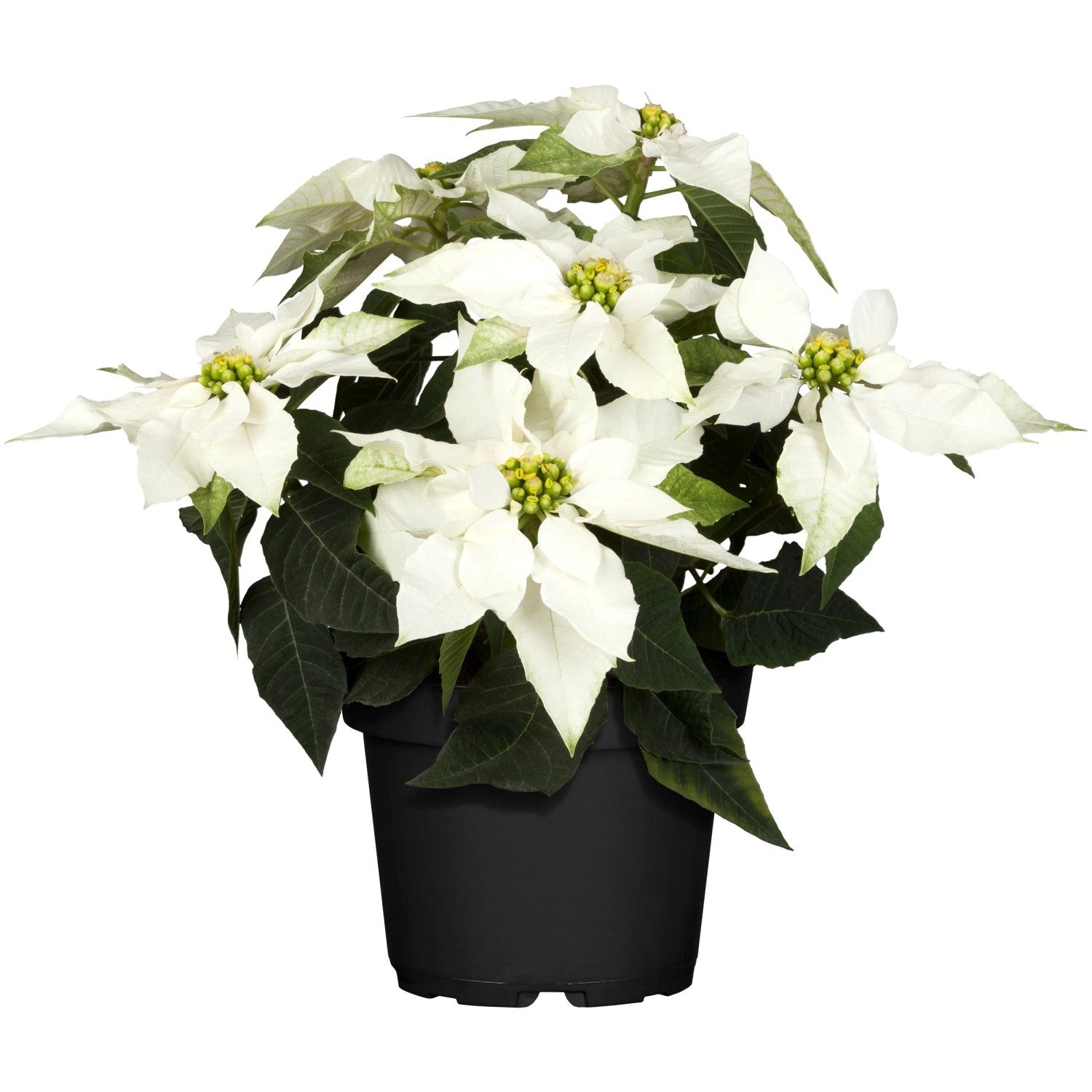 blumenerde zimmerpflanzen kaufen Blumenerde main image 0