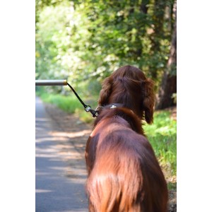 Brauner Hund mit Fahrrad-Hundeleine Walky Dog Plus auf Waldweg, Abstandhalter am Fahrrad.
