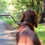 Brauner Hund mit Fahrrad-Hundeleine Walky Dog Plus auf Waldweg, Abstandhalter am Fahrrad.