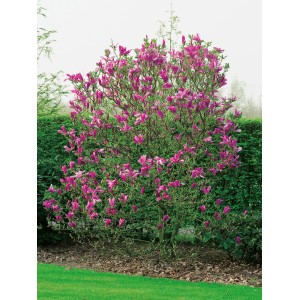 Purpur-Magnolie Susan von GROW by OBI, ca. 110 cm hoch, mit purpurfarbenen Blüten.
