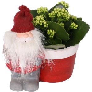 Flammendes Käthchen im Wichtel-Topf, weihnachtliche Tischdeko für Innen, Topf ca. 14cm