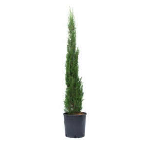 GROW by OBI Toskana-Zypresse ca. 80/100 cm Topf ca. 10 l Cupressus sempervirens