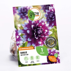 GROW by OBI Dahlie Mystery Day, ca. 90cm hoch, rot-weiße Blüte. Blumenzwiebel für Beet und Kübel.