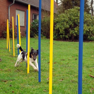 Hund im Agility Slalom Set von Dobar mit gelben und blauen Stangen. Apportierspielzeug für Hunde.