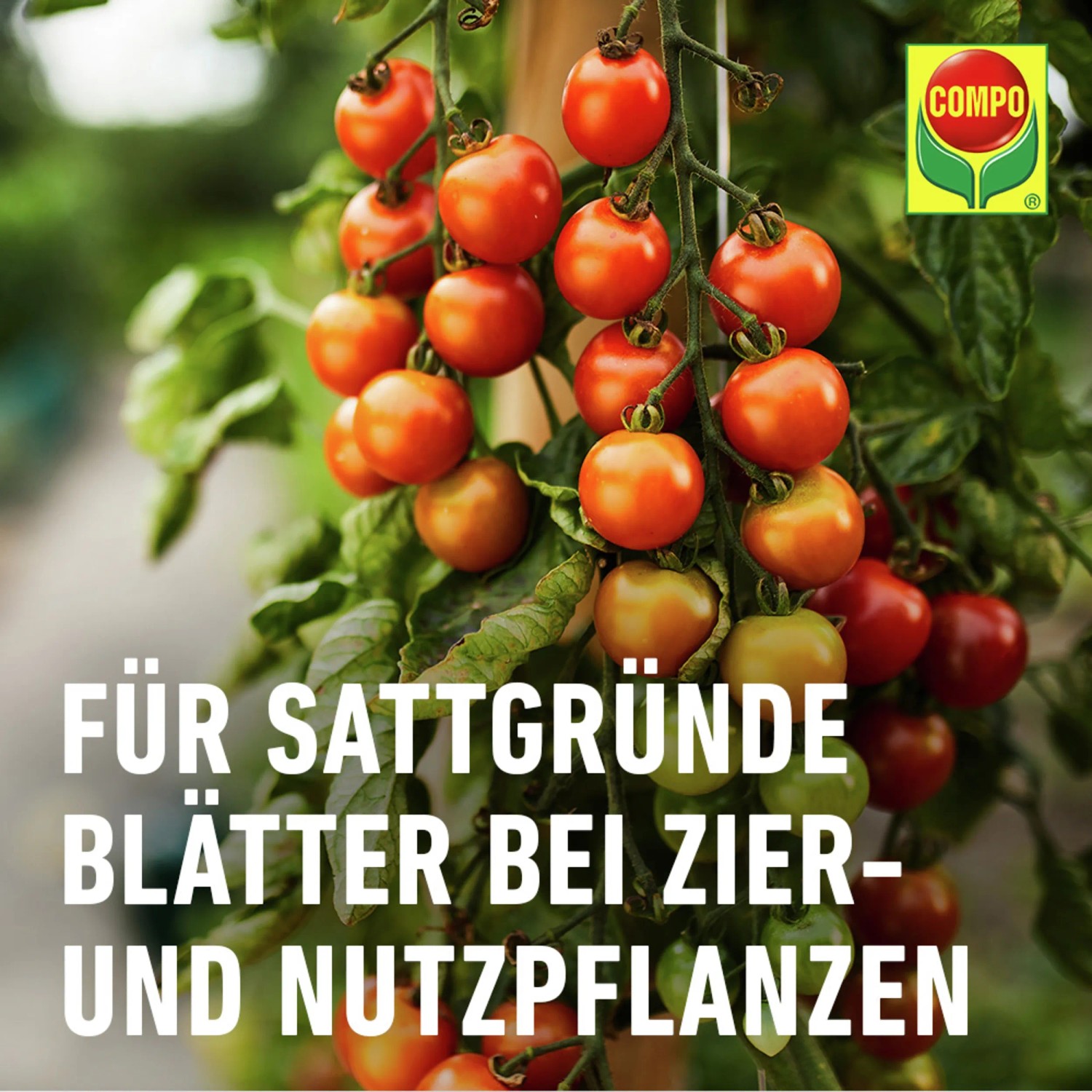 Compo Eisendnger 250 ml kaufen bei OBI