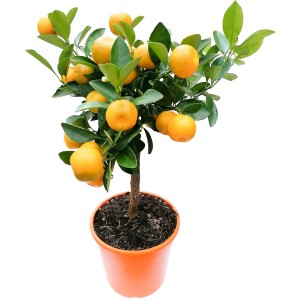 GROW by OBI Citrus Stämmchen (Citrus mitis) im Topf, ca. 40 cm hoch, mit orangen Früchten.