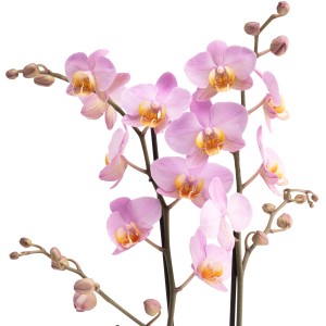 GROW by OBI Schmetterlingsorchidee Beaumont, rosa Blüten mit gelber Lippe, Höhe 60-70 cm.