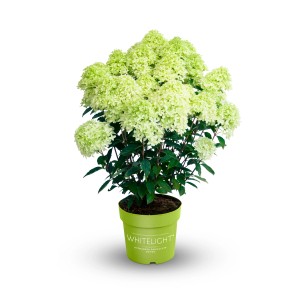 Rispenhortensie Gardenlights Höhe 40-50 cm Topf ca. 2,3 l Hydrangea paniculata