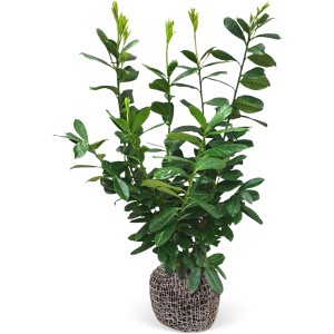 Kirschlorbeer "Novita" Set à 10 Stück Höhe ca. 100 - 125 cm Prunus laurocerasus