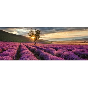 Glas-Art Bild Silence, 50x125 cm: Lavendelfeld mit Baum im Sonnenuntergang.