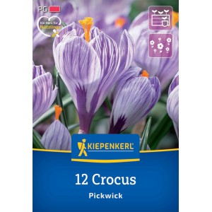 Kiepenkerl Krokus Pickwick, 12er Pack: Großblumige, lila-weiß gestreifte Krokusse im Detail.